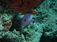 img48